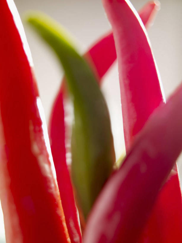 无人,竖图,室内,特写,白天,正面,辣椒,蔬菜,许多,阴影,灰色背景,朦胧,模糊,新鲜,反射,影子,食品,食物,红色,绿色,摄影,有机食品,绿色食品,影棚,辣角,红海椒,大椒,辣虎,广椒,辣子,红辣椒,海椒,番椒,彩图,影棚拍摄,拍摄