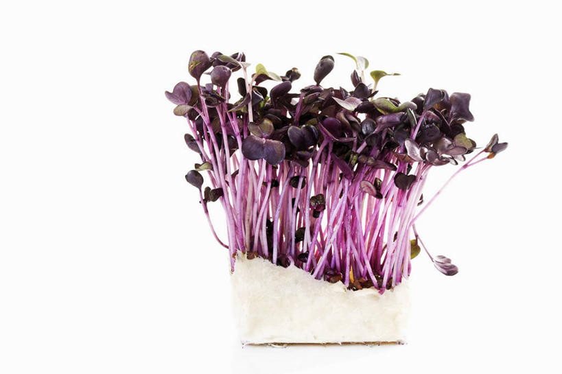 无人,横图,室内,特写,白天,白色背景,正面,桌面,桌子,芹菜,蔬菜,叶子,阴影,新鲜,反射,木制,影子,食品,绿叶,食物,木制品,嫩叶,摄影,有机食品,绿色食品,影棚,根芹菜,根洋芹,球根塘蒿,叶,叶片,药芹,水芹,旱芹,彩图,影棚拍摄,拍摄