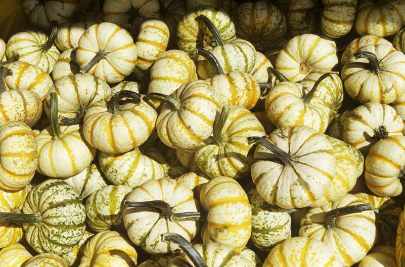 无人,横图,俯视,室外,特写,白天,南瓜,蔬菜,一堆,许多,阴影,堆叠,堆积,新鲜,光线,影子,金瓜,食品,很多,番瓜,食物,阳光,有机食品,绿色食品,堆,麦瓜,倭瓜,彩图,高角度拍摄