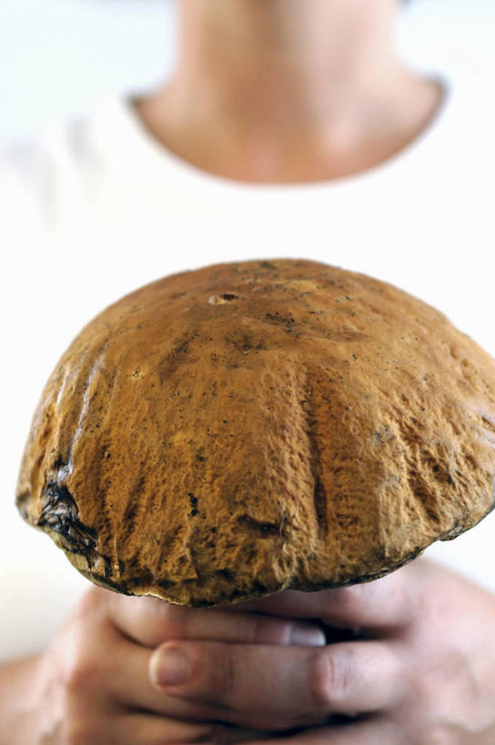 西方人,儿童,手,一个人,站,竖图,室内,特写,白天,正面,纯洁,欧洲,欧洲人,双手,仅一个女性,仅一个人,握,服装,朦胧,模糊,菌菇,蘑菇,拿,菌类,拿着,休闲装,中药,一个,小孩,衣服,白色,站着,仅一个小孩,休闲,手部,休闲服,食用菌,可爱,童年,童趣,握着,服饰,单个,药材,童真,烂漫,无邪,牛肝菌,中药材,美味牛肝菌,大脚菇,天真,女孩,女人,女性,白种人,孩子,站立,半身,彩图,女生