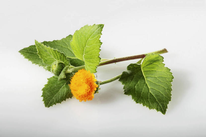 无人,横图,俯视,室内,特写,白天,白色背景,植物,桌面,桌子,叶子,阴影,盛开,反射,木制,纹理,影子,绿叶,花蕾,花,花瓣,花朵,鲜花,黄色,绿色,木制品,花苞,花蕊,嫩叶,摄影,影棚,肌理,叶,叶片,叶脉,彩图,高角度拍摄,影棚拍摄,拍摄,飞机草,昭和草,山茼蒿,神仙菜,野木耳