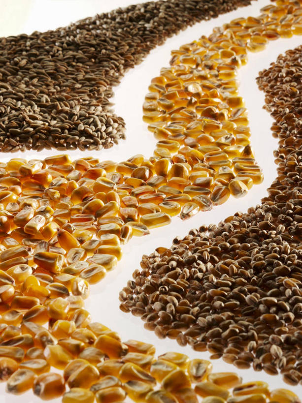 无人,竖图,俯视,室内,特写,白天,白色背景,玉米,桌面,桌子,一堆,许多,阴影,堆叠,堆积,曲折,弯曲,反射,木制,棒子,影子,玉蜀黍,木制品,摄影,蜿蜒,影棚,堆,苞米,苞芦,苞谷,包谷,大蜀黍,番麦,薏米包,玉高粱,玉麦,珍珠米,彩图,高角度拍摄,影棚拍摄,拍摄