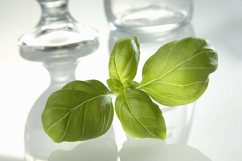 无人,横图,俯视,室内,特写,白天,白色背景,植物,桌面,桌子,杯子,叶子,阴影,反射,木制,高脚杯,影子,香料,绿叶,草药,红酒杯,中药,玻璃制品,两个,酒杯,木制品,香草,嫩叶,摄影,影棚,罗勒,葡萄酒杯,紫苏,药材,中草药,九层塔,圣约瑟夫草,甜罗勒,兰香,中药材,本草,叶,叶片,玻璃杯,彩图,高角度拍摄,影棚拍摄,拍摄