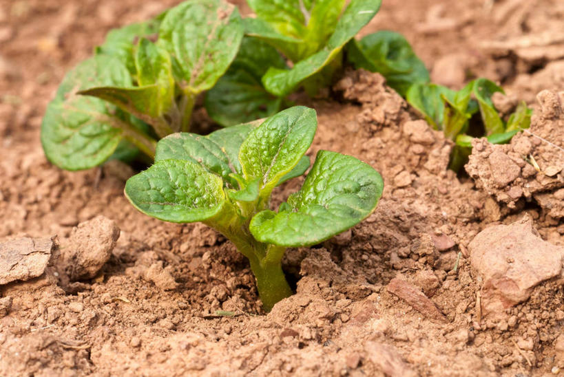无人,农田,横图,俯视,室外,特写,白天,庄稼,农作物,美景,植物,蔬菜,土豆,叶子,新鲜,纹理,景观,泥土,土壤,食品,绿叶,食物,绿色,自然,嫩叶,景色,有机食品,绿色食品,自然风光,肌理,叶,叶片,叶脉,芋艿,洋芋,山药蛋,马铃薯,彩图,高角度拍摄,耕地,庄稼田