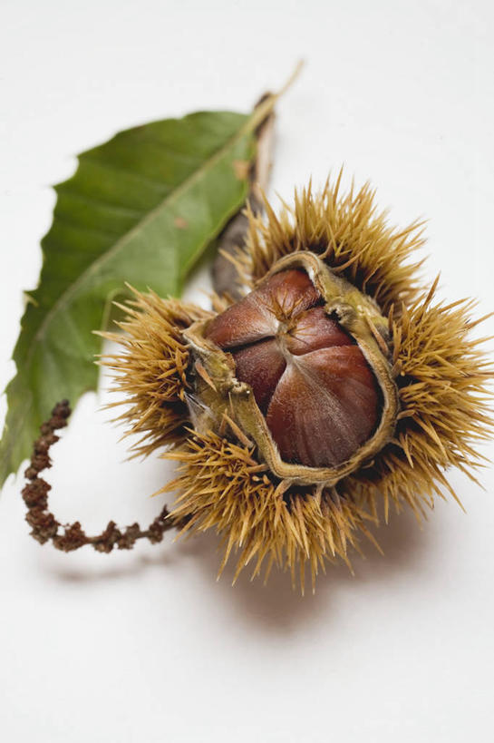 无人,竖图,俯视,室内,特写,白天,白色背景,植物,桌面,桌子,叶子,阴影,反射,木制,纹理,影子,板栗,栗子,坚果,绿叶,毛栗子,一个,绿色,木制品,嫩叶,摄影,影棚,单个,肌理,毛栗,栗果,栗楔,叶,叶片,叶脉,彩图,高角度拍摄,影棚拍摄,拍摄