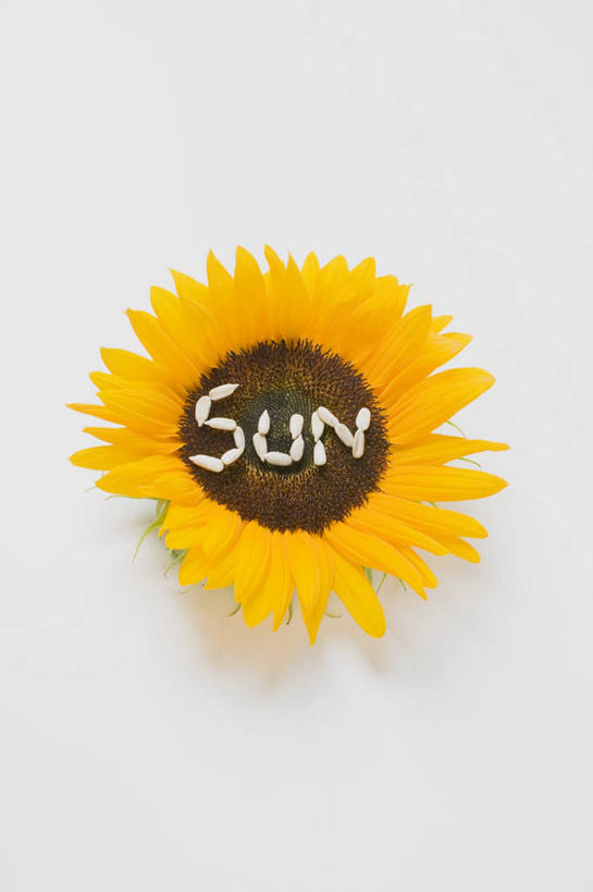 点心,无人,竖图,俯视,室内,特写,白天,白色背景,爱情,幸福,太阳,桌面,桌子,向日葵,阴影,盛开,反射,木制,英文,标志,文字,影子,字符,字母,食品,坚果,花蕾,标识,小吃,花,花瓣,花朵,鲜花,食物,一朵,木制品,零食,花苞,花蕊,摄影,影棚,英文字母,瓜子,光辉,沉默,忠诚,葵花籽,勇敢,投缘,爱慕,葵花子,高傲,朝阳花,葵花,望日莲,向阳花,转日莲,彩图,高角度拍摄,影棚拍摄,拍摄