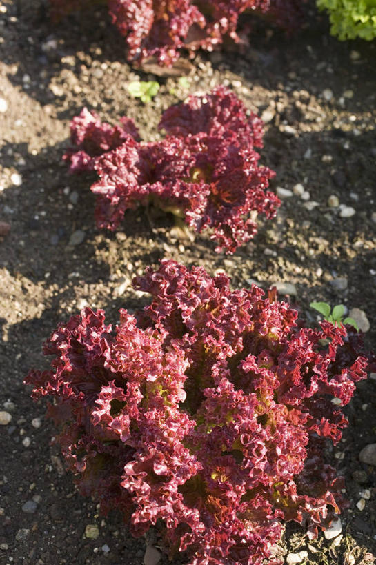 无人,农田,竖图,俯视,室外,特写,白天,庄稼,农作物,美景,植物,蔬菜,叶子,阴影,新鲜,光线,纹理,影子,景观,泥土,土壤,莴苣,莴笋,食品,绿叶,食物,绿色,阳光,自然,嫩叶,景色,有机食品,绿色食品,自然风光,肌理,香笋,千金菜,叶,叶片,叶脉,彩图,高角度拍摄,耕地,庄稼田