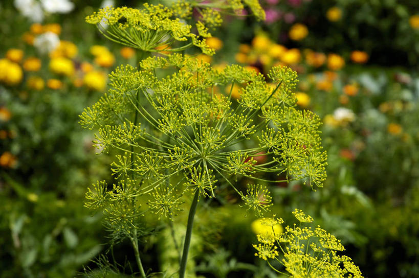 无人,横图,室外,特写,白天,正面,花海,花圃,美景,植物,叶子,朦胧,模糊,盛开,纹理,景观,绿叶,花蕾,花,花瓣,花朵,花卉,鲜花,绿色,自然,花丛,花束,花田,花苞,花蕊,嫩叶,景色,自然风光,莳萝,肌理,洋茴香,土茴香,叶,叶片,叶脉,彩图