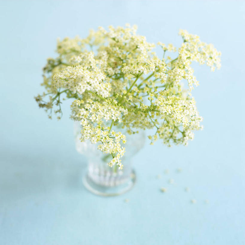 无人,横图,俯视,室内,特写,白天,植物,桌面,桌子,花瓶,阴影,蓝色背景,盛开,反射,木制,影子,草药,药草,花蕾,中药,玻璃制品,花,花瓣,花朵,鲜花,一个,玻璃瓶,木制品,瓶子,花苞,花蕊,摄影,影棚,单个,药材,中草药,中药材,本草,彩图,高角度拍摄,影棚拍摄,拍摄