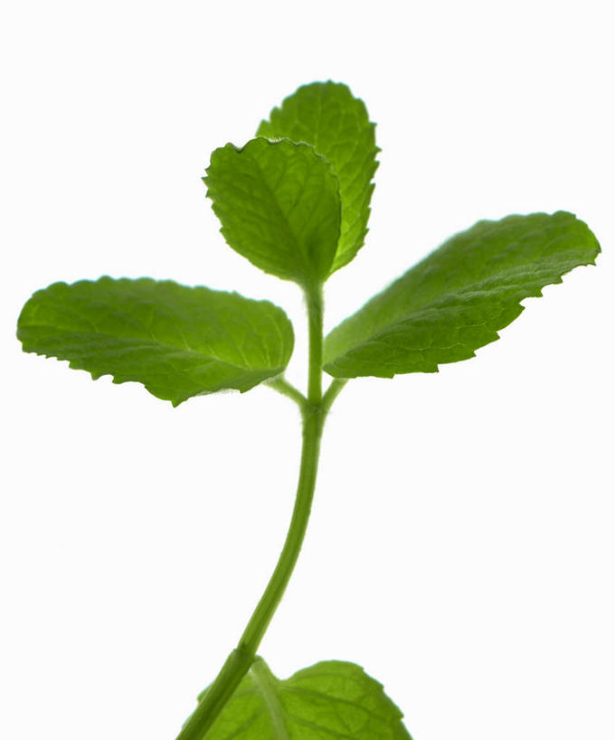 无人,竖图,俯视,室内,特写,白天,白色背景,植物,桌面,桌子,叶子,阴影,反射,木制,纹理,影子,薄荷,绿叶,银丹草,绿色,木制品,嫩叶,摄影,影棚,肌理,斑叶凤梨薄荷,苹果薄荷,夜息香,叶,叶片,叶脉,彩图,高角度拍摄,影棚拍摄,拍摄