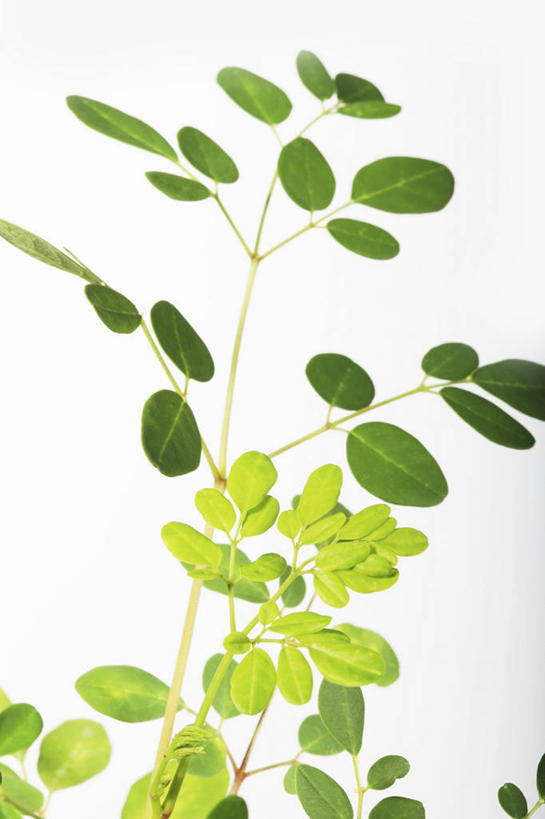 无人,竖图,俯视,室内,特写,白天,白色背景,植物,桌面,桌子,叶子,阴影,反射,木制,纹理,影子,绿叶,草药,药草,枝条,中药,树,树木,树枝,绿色,木制品,嫩叶,摄影,影棚,药材,中草药,中药材,本草,肌理,虬枝,枝杈,叶,叶片,叶脉,彩图,高角度拍摄,影棚拍摄,拍摄