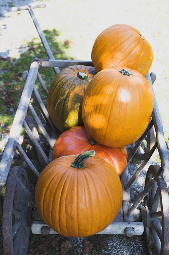 无人,竖图,室外,特写,白天,仰视,植物,南瓜,蔬菜,一堆,许多,阴影,堆叠,堆积,新鲜,光线,影子,金瓜,食品,很多,番瓜,车,树,树木,食物,绿色,阳光,自然,手推车,交通工具,橙色,有机食品,绿色食品,生长,成长,堆,麦瓜,倭瓜,载具,彩图,低角度拍摄