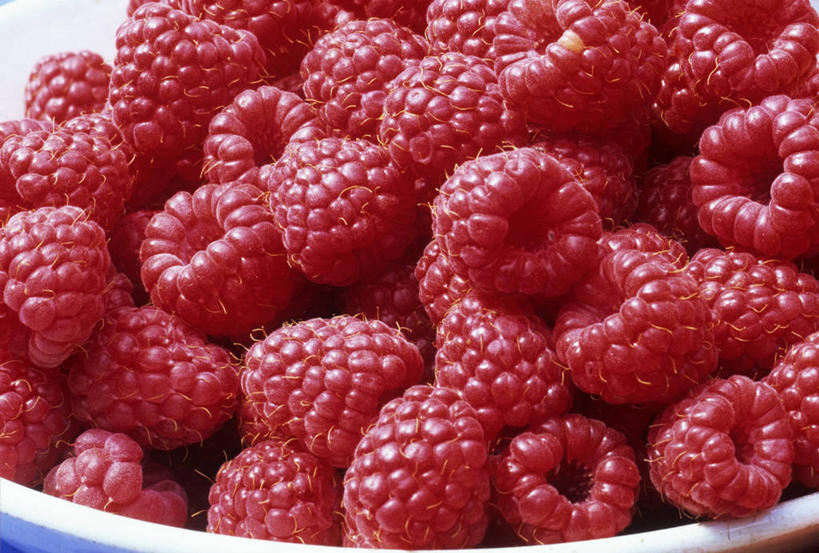 无人,横图,俯视,室内,特写,白天,浆果,水果,一堆,许多,堆叠,堆积,新鲜,陶瓷,桑葚,生食,食品,果实,陶瓷制品,很多,食物,一个,红色,容器,碗,覆盆子,有机食品,绿色食品,单个,储藏,堆,储存,彩图,高角度拍摄,贮存