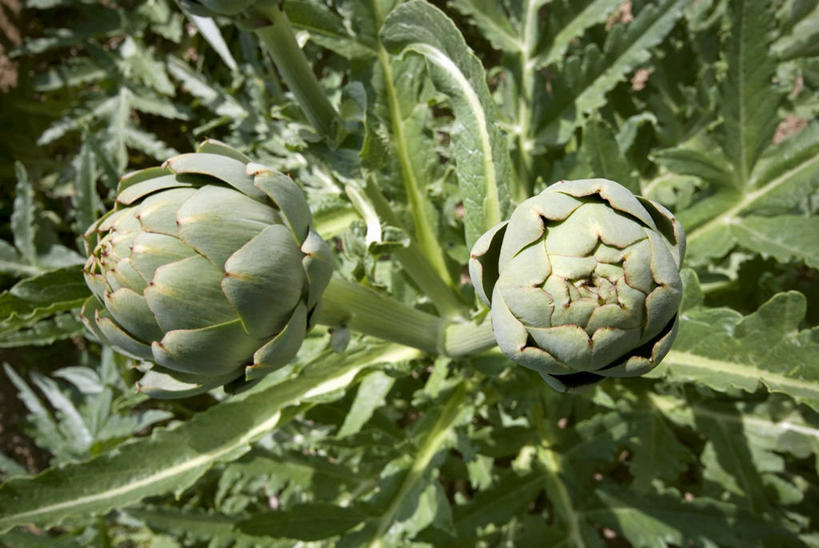 无人,农田,横图,俯视,室外,特写,白天,庄稼,农作物,植物,蔬菜,叶子,新鲜,纹理,朝鲜蓟,食品,绿叶,食物,两个,绿色,嫩叶,洋蓟,有机食品,绿色食品,肌理,叶,叶片,叶脉,彩图,高角度拍摄,耕地,庄稼田,菜蓟,法国百合,球洋蓟,蔬菜之皇,洋百合