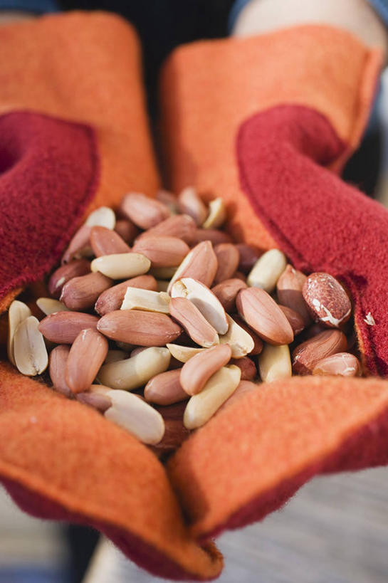 西方人,手,一个人,捧,竖图,俯视,室内,特写,白天,安全,植物,豆,花生,蔬菜,欧洲,欧洲人,双手,仅一个年轻女性,仅一个女性,仅一个人,一堆,许多,堆叠,堆积,新鲜,豆类,豆子,食品,坚果,防护,很多,食物,手套,手部,长生果,有机食品,绿色食品,堆,保护,花生仁,保险,豆科,保全,周全,安稳,安定,防护手套,落花生,落生,平安,年轻女性,女人,女性,白种人,花生米,花生豆,端,端着,捧着,手捧,半身,彩图,高角度拍摄