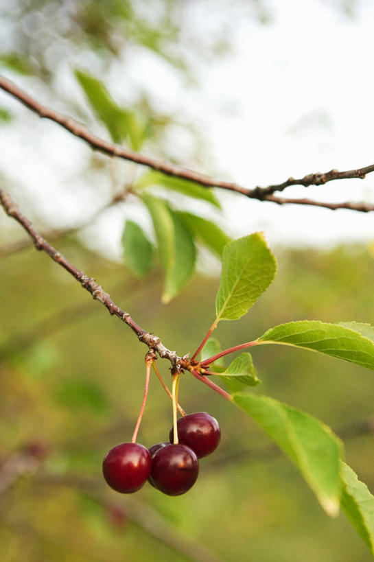 无人,果园,竖图,室外,特写,白天,正面,田园,植物,樱桃,水果,叶子,吊挂,悬挂,阴影,朦胧,模糊,新鲜,光线,影子,生食,食品,果实,果树,绿叶,枝条,挂,三颗,树,树木,树枝,食物,红色,绿色,阳光,自然,嫩叶,有机食品,绿色食品,生长,成长,田庄,虬枝,枝杈,园子,叶,叶片,樱珠,莺桃,英桃,楔桃,牛桃,荆桃,彩图