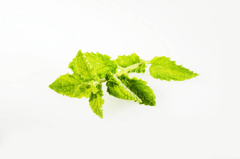 无人,横图,俯视,室内,特写,白天,白色背景,植物,餐桌,桌子,叶子,阴影,反射,纹理,影子,薄荷,绿叶,银丹草,绿色,嫩叶,摄影,影棚,餐台,肌理,斑叶凤梨薄荷,夜息香,胡椒薄荷,叶,叶片,叶脉,彩图,高角度拍摄,影棚拍摄,拍摄