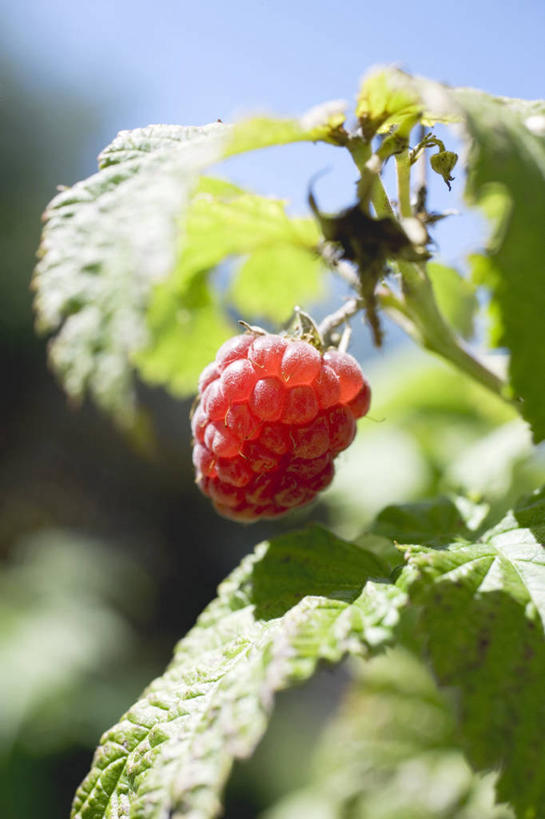 无人,竖图,室外,特写,白天,仰视,植物,水果,叶子,吊挂,悬挂,阴影,朦胧,模糊,新鲜,光线,影子,生食,食品,果实,绿叶,枝条,一颗,挂,树,树木,树枝,食物,红色,蓝色,蓝天,天空,阳光,天,嫩叶,有机食品,绿色食品,晴朗,山莓,树莓,三月泡,四月泡,山抛子,刺葫芦,悬钩子,馒头菠,高脚菠,龙船泡,泡儿刺,万里无云,虬枝,枝杈,叶,叶片,晴空,晴空万里,彩图,低角度拍摄