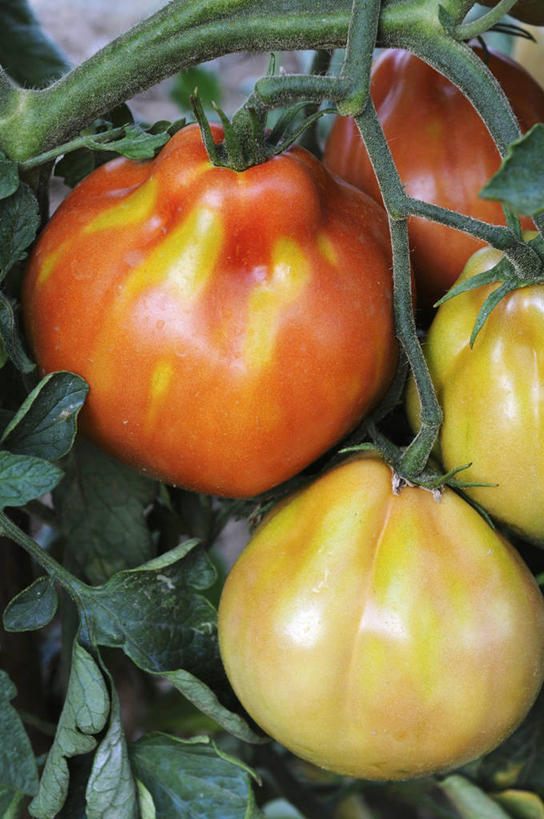 无人,竖图,俯视,室内,特写,白天,餐桌,桌子,蔬菜,西红柿,叶子,阴影,新鲜,反射,影子,食品,绿叶,食物,黄色,红色,四个,嫩叶,有机食品,绿色食品,餐台,叶,叶片,番茄,彩图,高角度拍摄