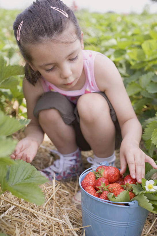 西方人,儿童,一个人,蹲,竖图,室外,白天,正面,纯洁,草莓,浆果,水果,叶子,欧洲,欧洲人,仅一个女性,仅一个人,一堆,握,堆叠,堆积,服装,新鲜,装饰,铁桶,桶,头饰,生食,食品,果实,绿叶,拿,拿着,注视,休闲装,食物,一个,小孩,衣服,发夹,发饰,夹子,容器,饰品,观察,看,仅一个小孩,休闲,休闲服,嫩叶,可爱,童年,童趣,握着,服饰,有机食品,绿色食品,单个,观看,储藏,堆,华丽,修饰,点缀,察看,储存,关注,童真,烂漫,无邪,配饰,衬托,美观,雅致,雅观,天真,女孩,女人,女性,白种人,孩子,叶,叶片,洋莓,水果皇后,红莓,地莓,蹲着,彩图,全身,贮存,女生