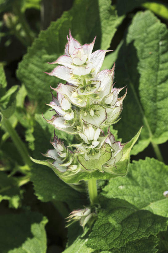 无人,家庭,竖图,俯视,室外,特写,白天,智慧,植物,叶子,阴影,朦胧,模糊,盛开,光线,纹理,影子,绿叶,花蕾,花,花瓣,花朵,鲜花,绿色,阳光,花苞,花蕊,嫩叶,鼠尾草,肌理,理性,叶,叶片,叶脉,彩图,高角度拍摄