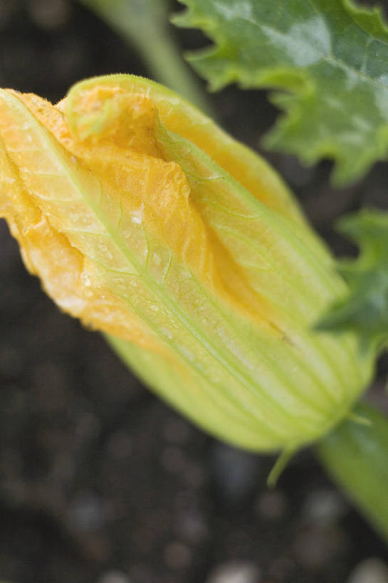 无人,竖图,俯视,室外,特写,白天,蔬菜,叶子,朦胧,模糊,新鲜,盛开,泥土,土壤,食品,绿叶,西葫芦,花蕾,花,花瓣,花朵,鲜花,食物,一朵,黄色,花苞,花蕊,嫩叶,白瓜,有机食品,绿色食品,茭瓜,叶,叶片,彩图,高角度拍摄
