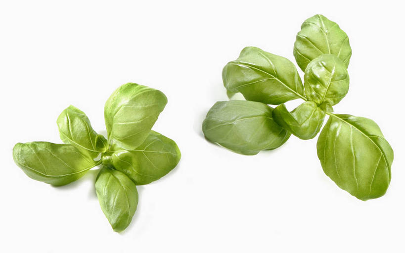 无人,横图,俯视,室内,特写,白天,白色背景,植物,餐桌,桌子,叶子,阴影,反射,纹理,影子,香料,绿叶,草药,中药,绿色,香草,嫩叶,摄影,影棚,餐台,罗勒,紫苏,药材,中草药,九层塔,圣约瑟夫草,甜罗勒,兰香,中药材,本草,肌理,叶,叶片,叶脉,彩图,高角度拍摄,影棚拍摄,拍摄