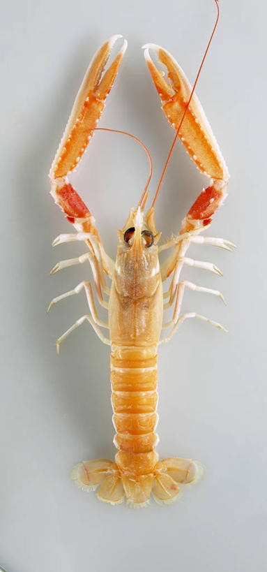 海鲜,龙虾,无人,竖图,俯视,室内,特写,白天,餐桌,桌子,阴影,灰色背景,反射,影子,虾,水产,海洋生物,一只,摄影,影棚,餐台,水生动物,海产品,水生物,海底动物,挪威海螯虾,挪威龙虾,海螯虾,彩图,高角度拍摄,全身,影棚拍摄,拍摄