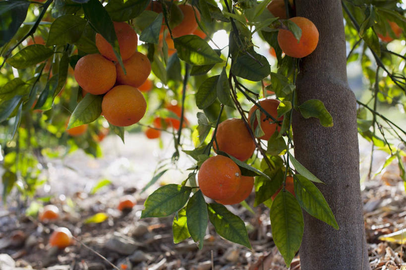 无人,果园,横图,室外,白天,正面,田园,植物,水果,叶子,吊挂,悬挂,朦胧,模糊,新鲜,纹理,生食,食品,果实,果树,绿叶,枝条,挂,树,树木,树枝,食物,绿色,自然,嫩叶,有机食品,绿色食品,生长,成长,甜橙,肌理,田庄,虬枝,枝杈,园子,叶,叶片,叶脉,橙子,橙,彩图,鹄壳,黄橙,黄果,金橙,金环,金球,糖橙