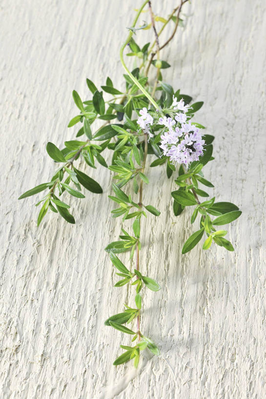 无人,竖图,俯视,室内,特写,白天,植物,桌面,桌子,叶子,阴影,芳香,盛开,反射,木制,纹理,影子,绿叶,花蕾,花,花瓣,花朵,鲜花,绿色,木制品,香草,花苞,花蕊,嫩叶,摄影,影棚,吉祥,百里香,麝香草,如意,肌理,勇气,勇敢,地椒,自尊,不屈,平安,叶,叶片,叶脉,彩图,高角度拍摄,影棚拍摄,拍摄