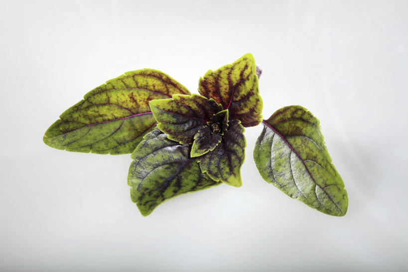 无人,横图,俯视,室内,特写,白天,白色背景,植物,桌面,桌子,叶子,阴影,反射,木制,纹理,影子,香料,绿叶,草药,中药,绿色,木制品,香草,嫩叶,摄影,影棚,罗勒,紫苏,药材,中草药,九层塔,圣约瑟夫草,甜罗勒,兰香,中药材,本草,肌理,叶,叶片,叶脉,彩图,高角度拍摄,影棚拍摄,拍摄