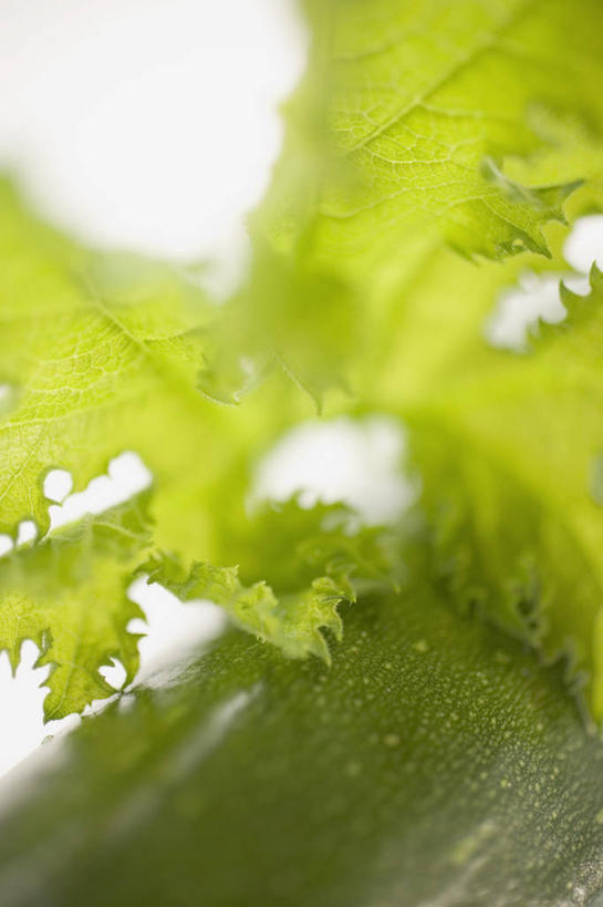 无人,竖图,俯视,室内,特写,白天,植物,桌面,桌子,蔬菜,叶子,阴影,新鲜,反射,木制,纹理,影子,食品,绿叶,西葫芦,食物,一个,绿色,木制品,嫩叶,白瓜,有机食品,绿色食品,单个,肌理,茭瓜,叶,叶片,叶脉,彩图,高角度拍摄