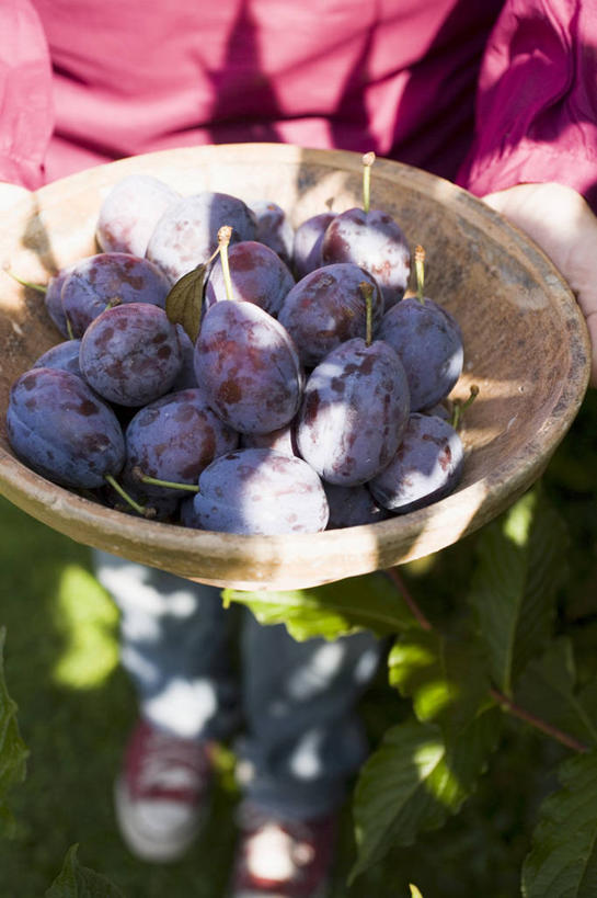 西方人,一个人,站,竖图,俯视,室外,白天,草地,草坪,植物,李子,水果,欧洲,欧洲人,仅一个年轻女性,仅一个女性,仅一个人,一堆,许多,握,阴影,堆叠,堆积,服装,新鲜,光线,影子,陶瓷,生食,食品,果实,陶瓷制品,很多,拿,拿着,休闲装,草,食物,一个,衣服,绿色,阳光,容器,碗,站着,休闲,休闲服,握着,服饰,有机食品,绿色食品,单个,储藏,堆,储存,红李,鸡血李,杏李,年轻女性,女人,女性,白种人,站立,半身,彩图,高角度拍摄,贮存