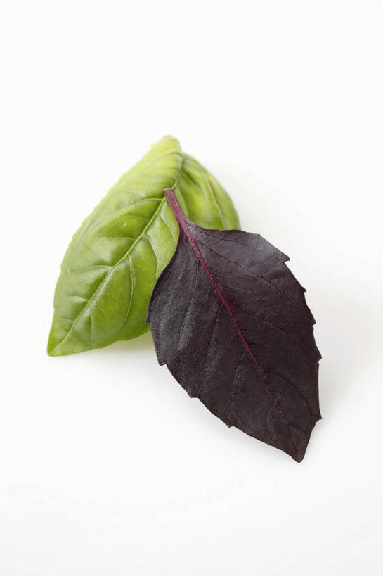 无人,竖图,俯视,室内,特写,白天,白色背景,植物,桌面,桌子,叶子,阴影,反射,木制,纹理,影子,香料,绿叶,草药,中药,绿色,木制品,香草,嫩叶,摄影,影棚,罗勒,紫苏,药材,中草药,九层塔,圣约瑟夫草,甜罗勒,兰香,中药材,本草,肌理,叶,叶片,叶脉,彩图,高角度拍摄,影棚拍摄,拍摄,紫罗勒