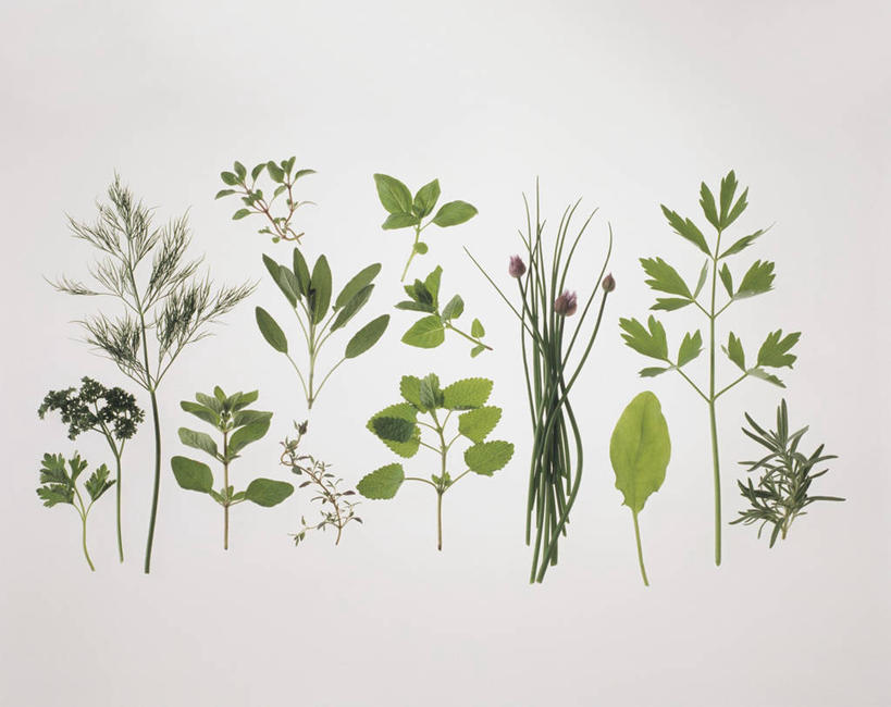 无人,横图,俯视,室内,特写,白天,白色背景,植物,桌面,桌子,叶子,阴影,反射,木制,纹理,影子,绿叶,草药,药草,中药,绿色,木制品,嫩叶,摄影,影棚,药材,中草药,中药材,本草,肌理,叶,叶片,叶脉,彩图,高角度拍摄,影棚拍摄,拍摄