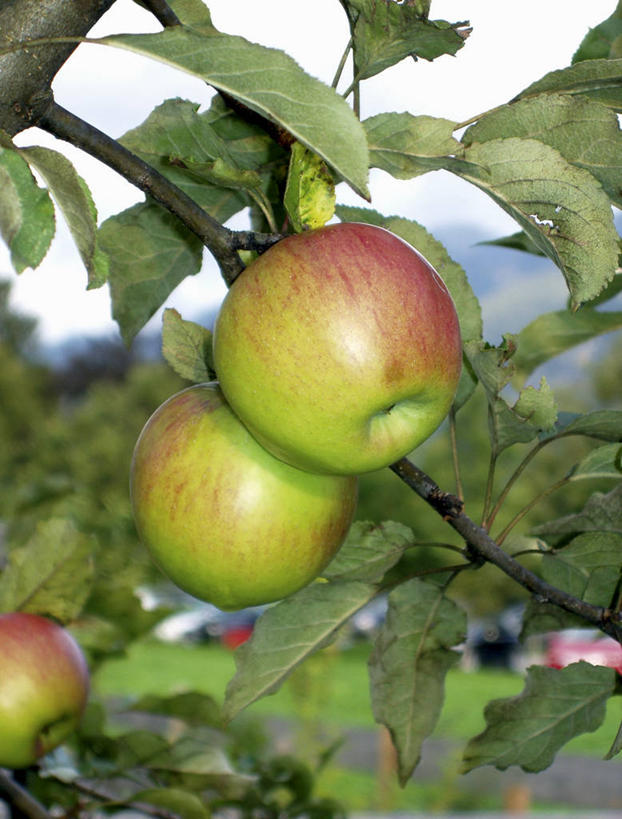 无人,果园,竖图,室外,特写,白天,正面,田园,植物,苹果,水果,叶子,朦胧,模糊,新鲜,纹理,生食,食品,果实,果树,绿叶,枝条,树,树木,树枝,食物,绿色,自然,嫩叶,有机食品,绿色食品,生长,成长,肌理,田庄,虬枝,枝杈,园子,叶,叶片,叶脉,彩图