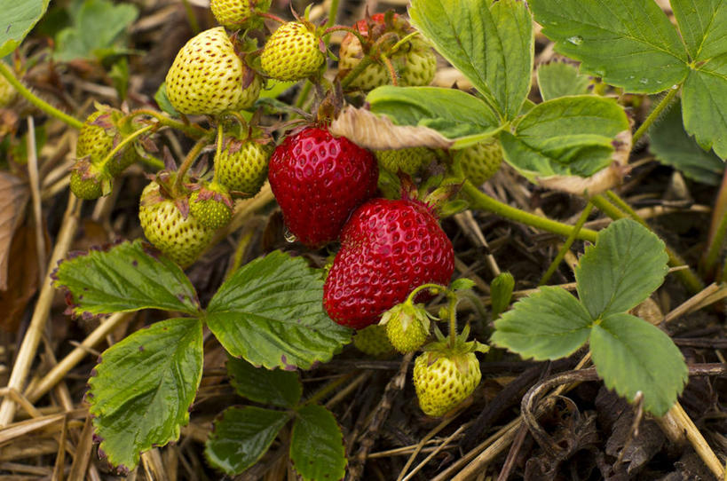 无人,农田,横图,俯视,室外,特写,白天,庄稼,农作物,植物,草莓,浆果,水果,叶子,新鲜,纹理,生食,食品,果实,绿叶,食物,绿色,嫩叶,有机食品,绿色食品,肌理,叶,叶片,叶脉,洋莓,水果皇后,红莓,地莓,彩图,高角度拍摄,耕地,庄稼田
