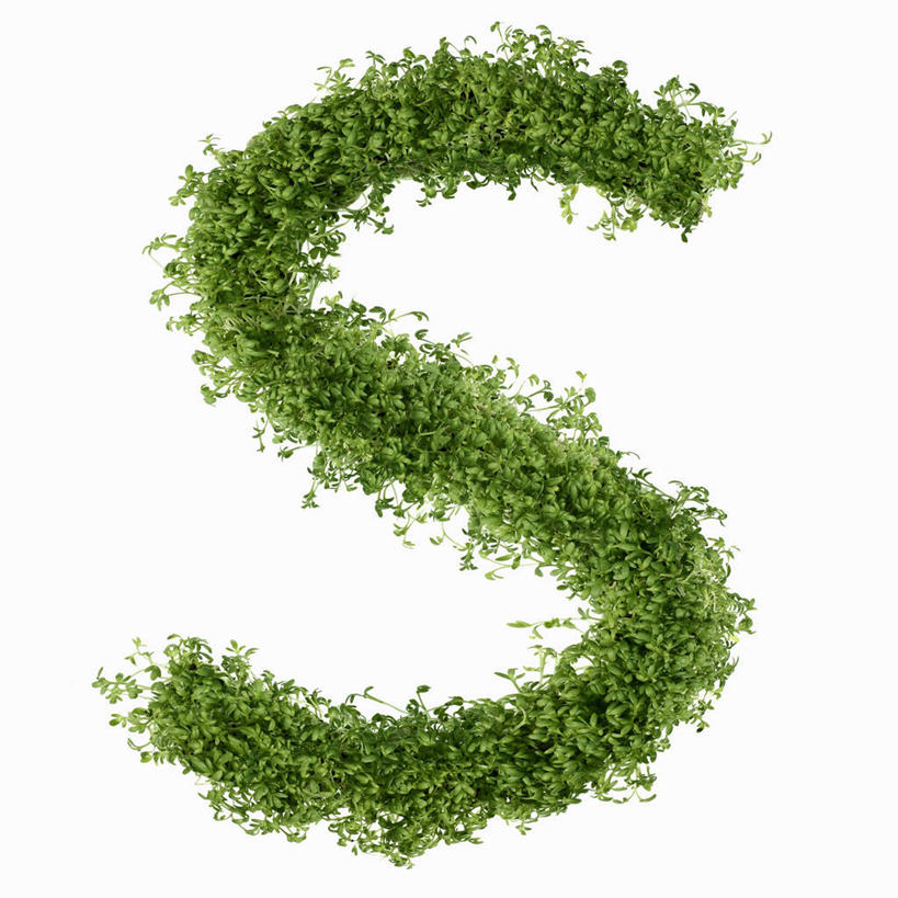 无人,方图,俯视,室内,特写,白天,白色背景,桌面,桌子,芹菜,蔬菜,阴影,新鲜,反射,木制,英文,标志,文字,影子,字符,字母,食品,标识,食物,木制品,摄影,有机食品,绿色食品,影棚,英文字母,根芹菜,根洋芹,球根塘蒿,药芹,水芹,旱芹,彩图,高角度拍摄,影棚拍摄,拍摄