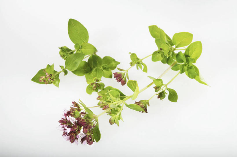 无人,横图,俯视,室内,特写,白天,白色背景,植物,桌面,桌子,叶子,阴影,盛开,反射,木制,纹理,影子,绿叶,花蕾,花,花瓣,花朵,鲜花,绿色,木制品,花苞,花蕊,嫩叶,摄影,影棚,牛至,滇香蕾,土香薷,肌理,荆芥,香薷,奥勒冈草,白花土荆芥,白花茵陈,川香薷,俄力冈叶,减脂叶,满山香,蘑菇草,披萨草,银薄荷,止痢草,叶,叶片,叶脉,彩图,高角度拍摄,影棚拍摄,拍摄