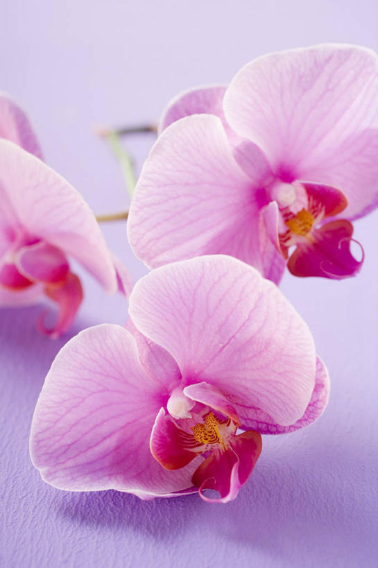 无人,竖图,俯视,室内,特写,白天,桌面,桌子,阴影,盛开,反射,木制,影子,花蕾,花,花瓣,花朵,鲜花,粉色,木制品,花苞,花蕊,摄影,影棚,高雅,淡泊,花中君子,兰花,彩图,高角度拍摄,影棚拍摄,拍摄