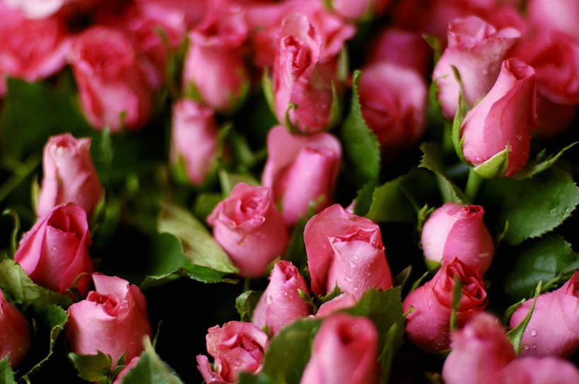 无人,横图,俯视,室内,特写,白天,爱情,幸福,纯洁,智慧,热情,植物,玫瑰,叶子,艺术,盛开,纹理,绿叶,玫瑰花,浪漫,花蕾,文化,花,花瓣,花朵,鲜花,粉色,绿色,插花,花苞,花蕊,温暖,温馨,嫩叶,恩爱,插花艺术,和睦,创造,创作,感动,想象,粉玫瑰,肌理,尊敬,天真,刺玫花,徘徊花,叶,叶片,叶脉,彩图,高角度拍摄,融洽