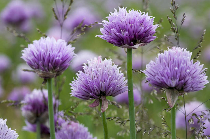 无人,横图,室外,特写,白天,正面,花海,花圃,植物,叶子,朦胧,模糊,盛开,葱,草药,药草,葱花,花蕾,中药,花,花瓣,花朵,花卉,鲜花,绿色,紫色,自然,花丛,花束,花田,花苞,花蕊,生长,成长,细香葱,香葱,药材,中草药,中药材,本草,彩图