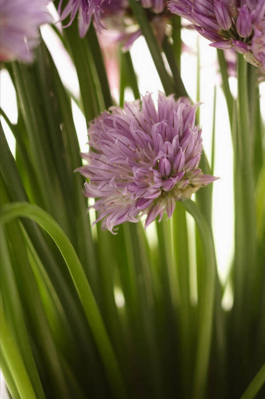 无人,竖图,室外,特写,白天,正面,花海,花圃,植物,叶子,朦胧,模糊,盛开,葱,草药,药草,葱花,花蕾,中药,花,花瓣,花朵,花卉,鲜花,粉色,绿色,自然,花丛,花束,花田,花苞,花蕊,生长,成长,细香葱,香葱,药材,中草药,中药材,本草,彩图