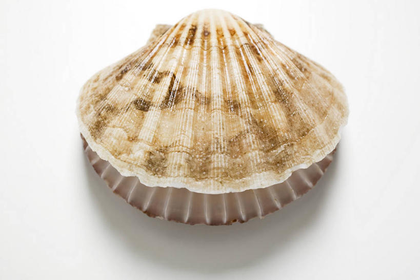 海鲜,无人,横图,俯视,室内,特写,白天,白色背景,餐桌,桌子,阴影,反射,影子,扇贝,水产,海洋生物,一个,摄影,影棚,单个,餐台,水生动物,海产品,水生物,海底动物,彩图,高角度拍摄,影棚拍摄,拍摄