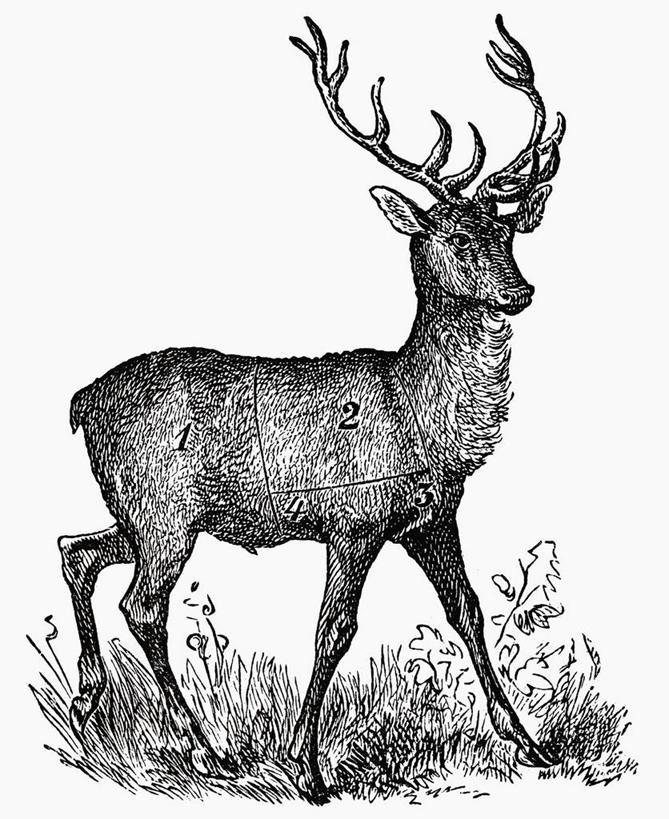 无人,站,竖图,黑白,插画,室内,白天,白色背景,侧面,数码,科技,草地,草坪,植物,哺乳动物,鹿,野生动物,阴影,网络,高光,几何,计算机图形,合成,图画,注视,画,草,一只,绿色,动物,观察,看,站着,可爱,活泼,观看,电脑合成图,数码合成图,察看,合成图,关注,漫画,写实,具体,具象,站立,全身