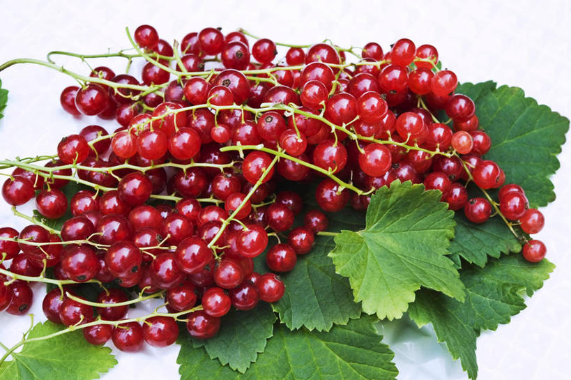 无人,横图,俯视,室内,特写,白天,白色背景,植物,餐桌,桌子,浆果,水果,叶子,一堆,许多,阴影,堆叠,堆积,新鲜,反射,纹理,影子,灯笼果,生食,食品,果实,绿叶,很多,食物,红色,绿色,嫩叶,摄影,有机食品,绿色食品,影棚,餐台,堆,红醋栗,肌理,叶,叶片,叶脉,醋栗,彩图,高角度拍摄,影棚拍摄,拍摄