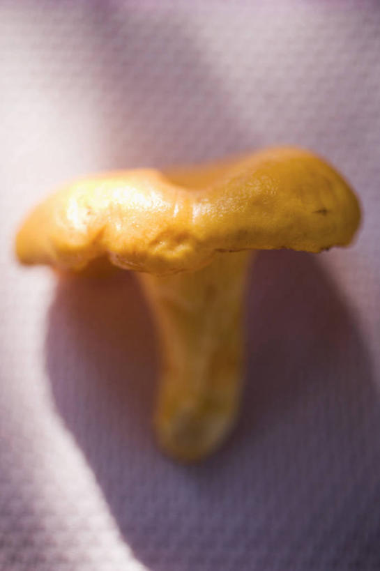 无人,竖图,俯视,室内,特写,白天,餐桌,桌子,蔬菜,阴影,新鲜,反射,影子,菌菇,食品,菌类,食物,一个,黄色,食用菌,有机食品,绿色食品,单个,餐台,鸡油菌,杏黄菌,杏菌,彩图,高角度拍摄