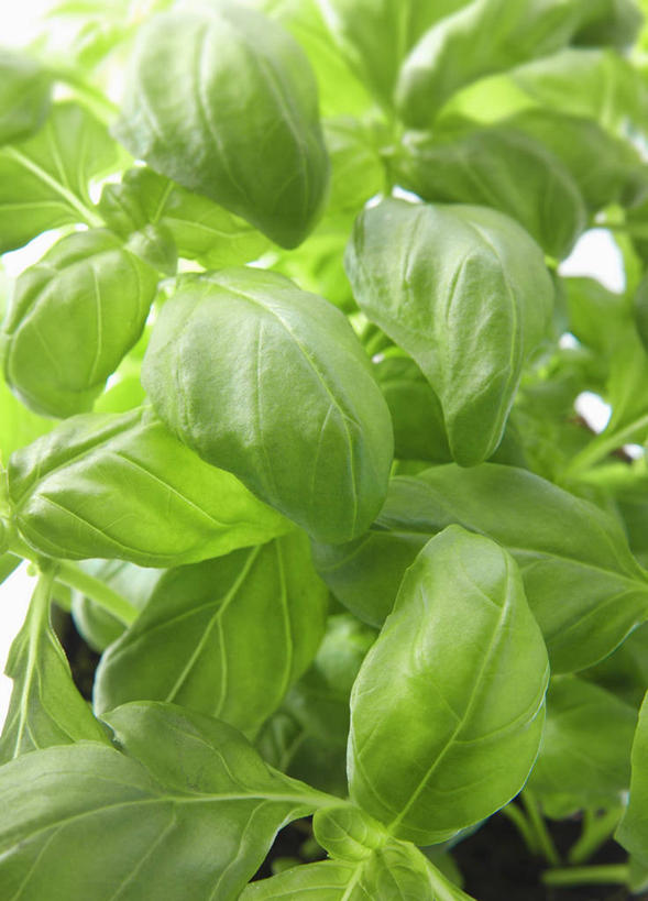 无人,竖图,俯视,室内,特写,白天,植物,餐桌,桌子,叶子,阴影,反射,纹理,影子,香料,绿叶,草药,中药,绿色,香草,嫩叶,餐台,罗勒,紫苏,药材,中草药,九层塔,圣约瑟夫草,甜罗勒,兰香,中药材,本草,肌理,叶,叶片,叶脉,彩图,高角度拍摄