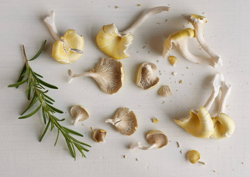 无人,横图,俯视,室内,特写,白天,白色背景,餐桌,桌子,蔬菜,叶子,阴影,新鲜,反射,影子,菌菇,食品,绿叶,菌类,食物,嫩叶,食用菌,摄影,有机食品,绿色食品,影棚,餐台,迷迭香,鸡油菌,海洋之露,杏黄菌,杏菌,叶,叶片,彩图,高角度拍摄,影棚拍摄,拍摄