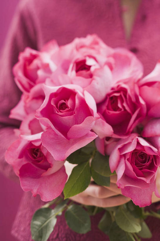 西方人,手,一个人,竖图,室内,特写,白天,正面,爱情,幸福,纯洁,热情,玫瑰,叶子,欧洲,欧洲人,仅一个年轻女性,仅一个女性,仅一个人,许多,握,服装,朦胧,模糊,盛开,绿叶,玫瑰花,很多,浪漫,拿,花蕾,拿着,休闲装,花,花瓣,花朵,鲜花,衣服,粉色,花苞,花蕊,休闲,温暖,温馨,手部,休闲服,嫩叶,恩爱,握着,服饰,单手,和睦,感动,粉玫瑰,尊敬,天真,刺玫花,徘徊花,年轻女性,女人,女性,白种人,叶,叶片,半身,彩图,融洽